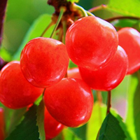 山形県の特産物